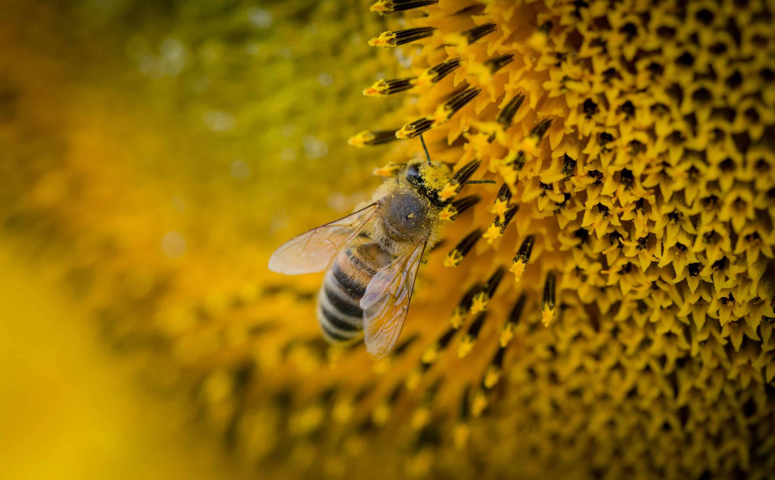 Photo d'une abeille butinant une fleur