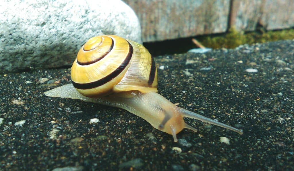 Photographie d'un escargot
