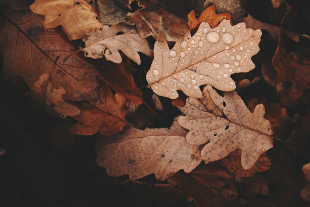 photographie de la pluie sur un tapis de feuilles mortes