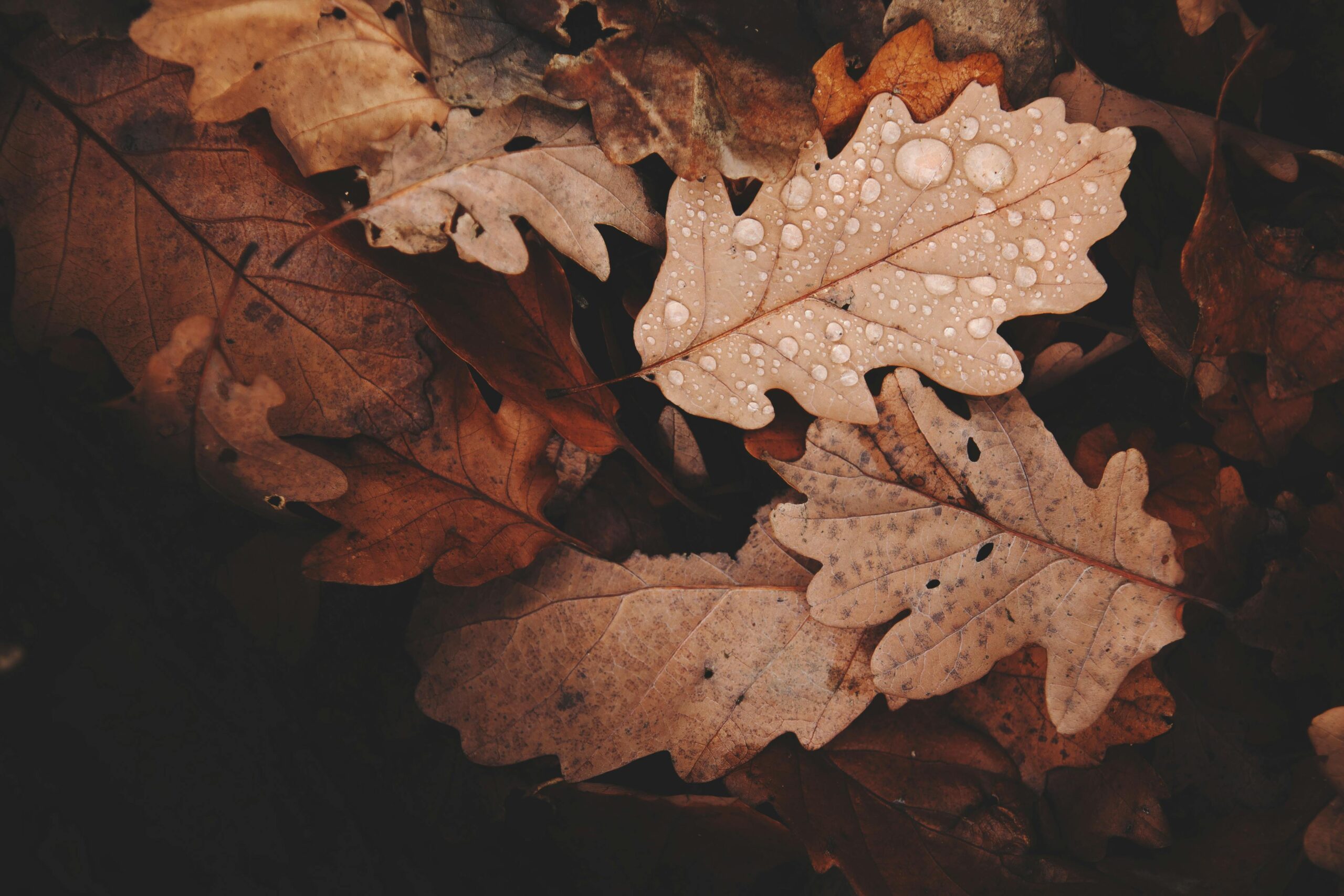photographie de la pluie sur un tapis de feuilles mortes